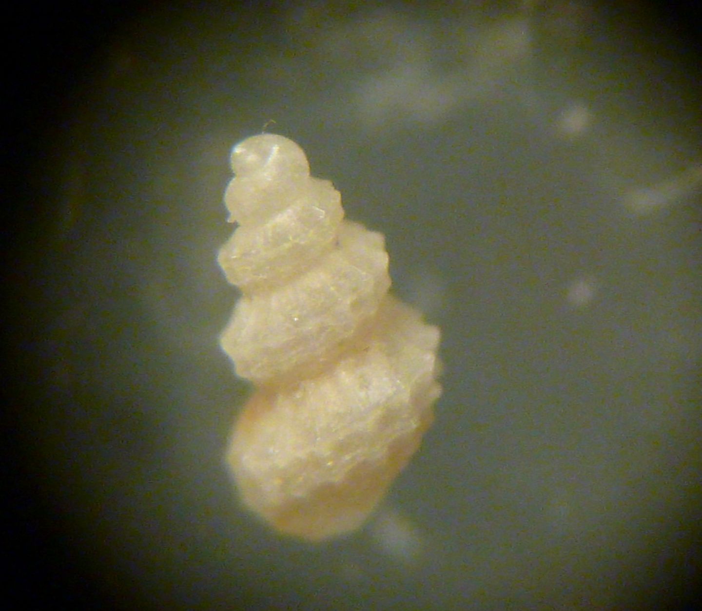 Alvania subareolata?